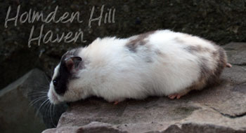 Wisconsin Treasure- Black Tortoiseshell and White (Dominant Spot) Longhaired